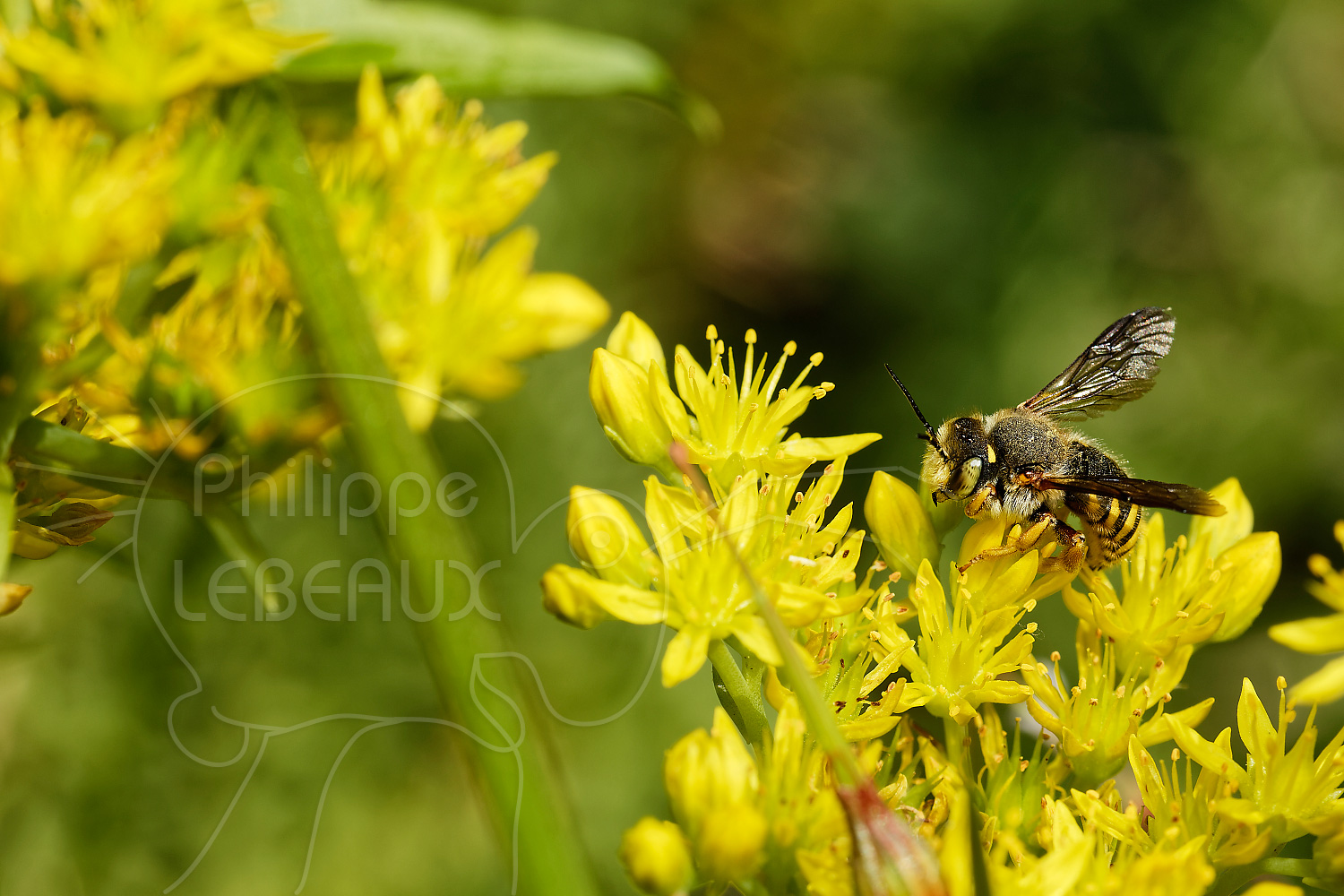 Les Insectes Pollinisateurs