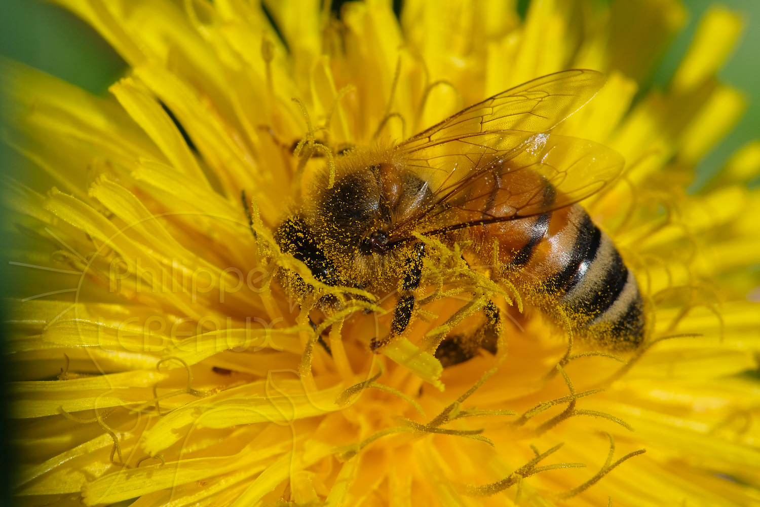 Les Insectes Pollinisateurs