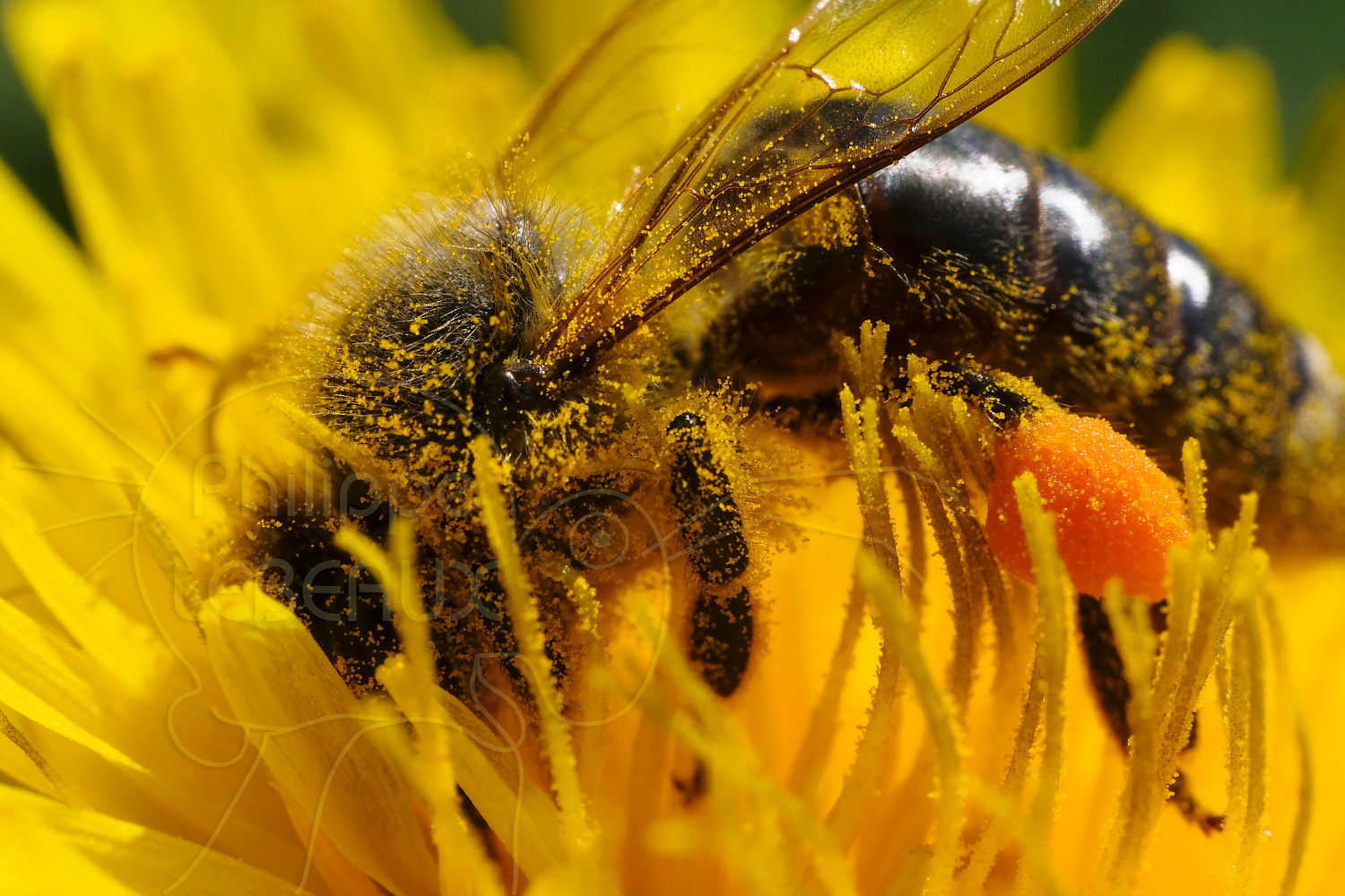 Photographies Sur Les Insectes Pollinisateurs