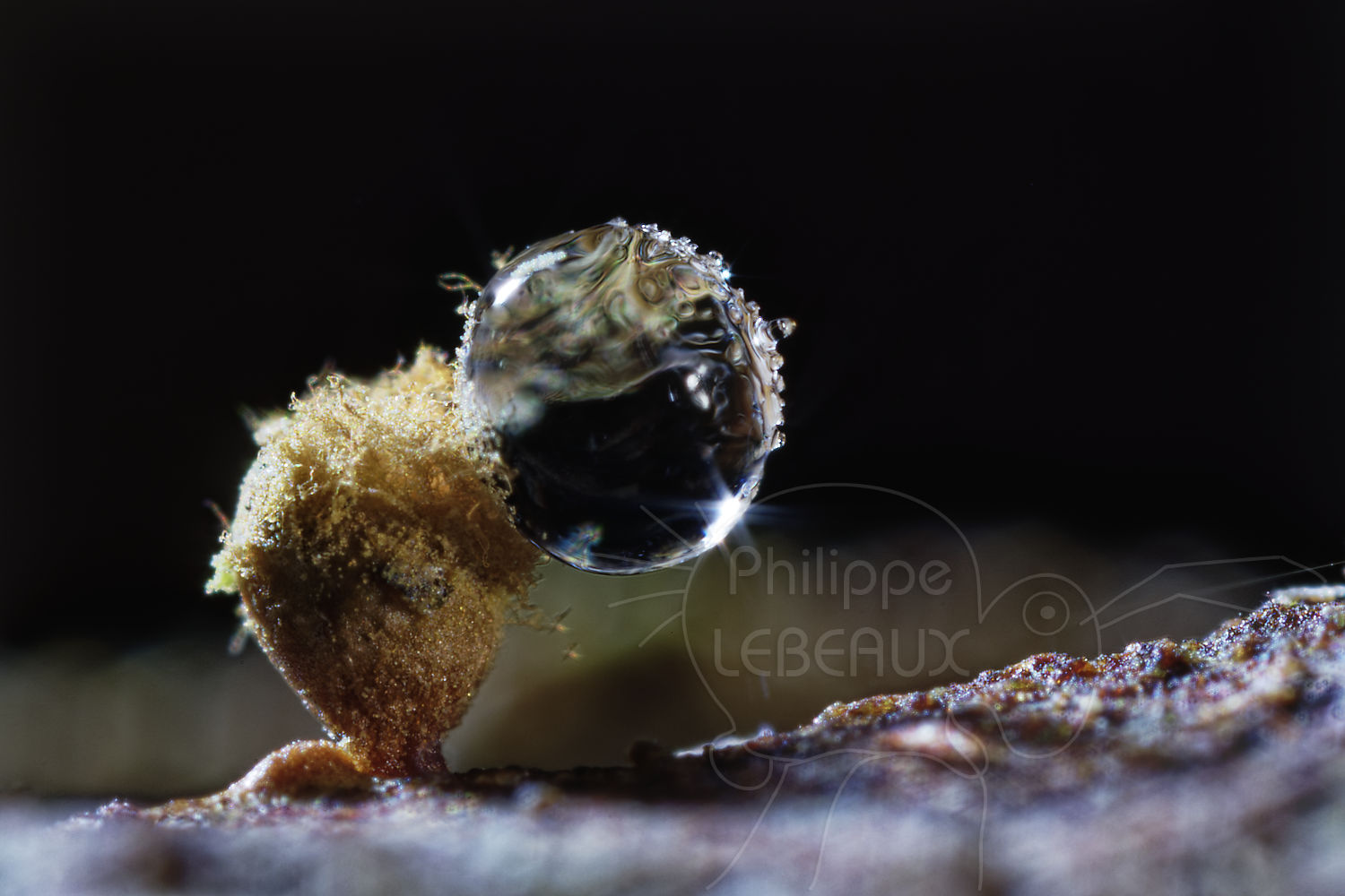 Spores de myxomycètes sp. avec goutte de givre