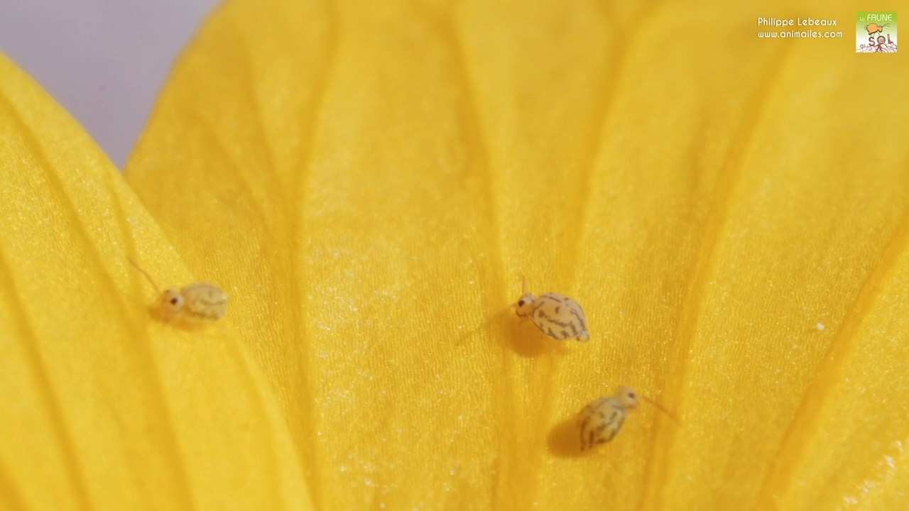 Fasciosminthurus dictyostigmatus sur lin campanulé