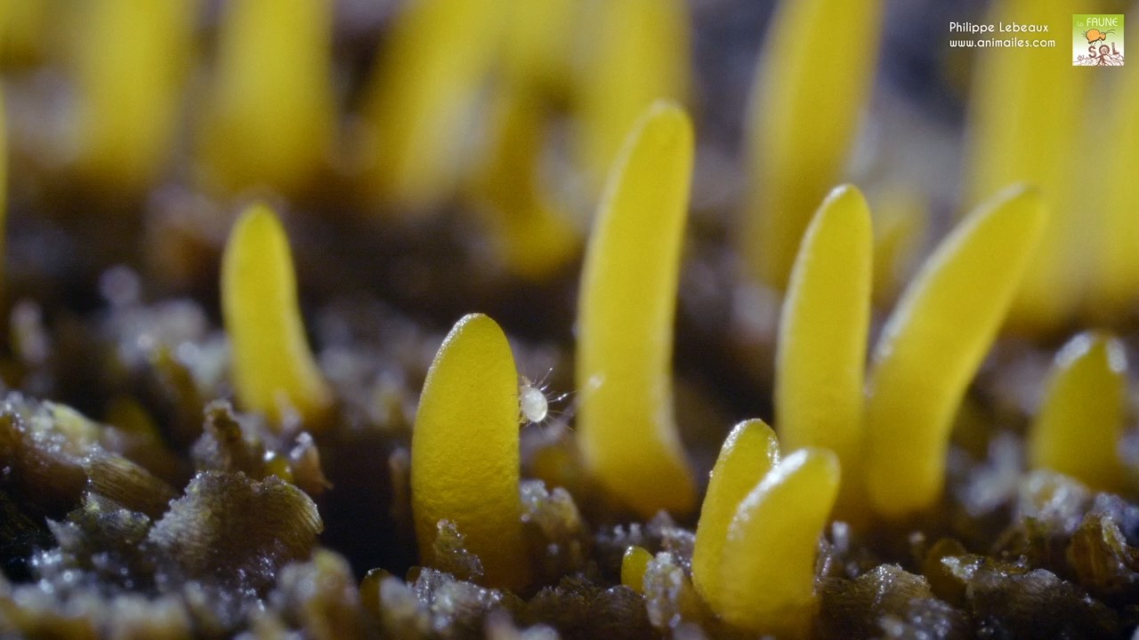 Acarien juvénile sur champignon