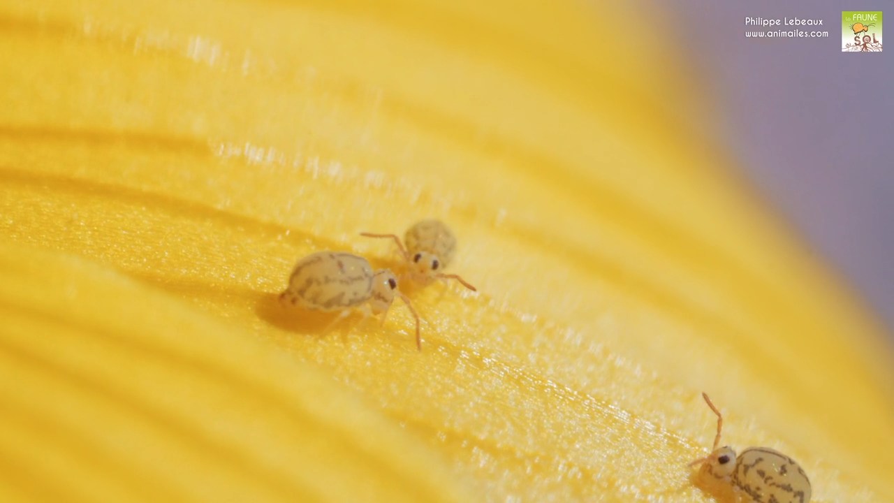 Dépot d'un spermatophore espèce  Fasciosminthurus dictyostigmatus 