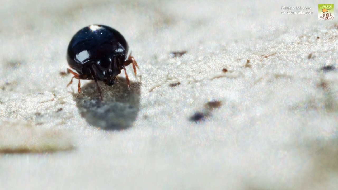 Oribate Euzétide : Euzetes sp.