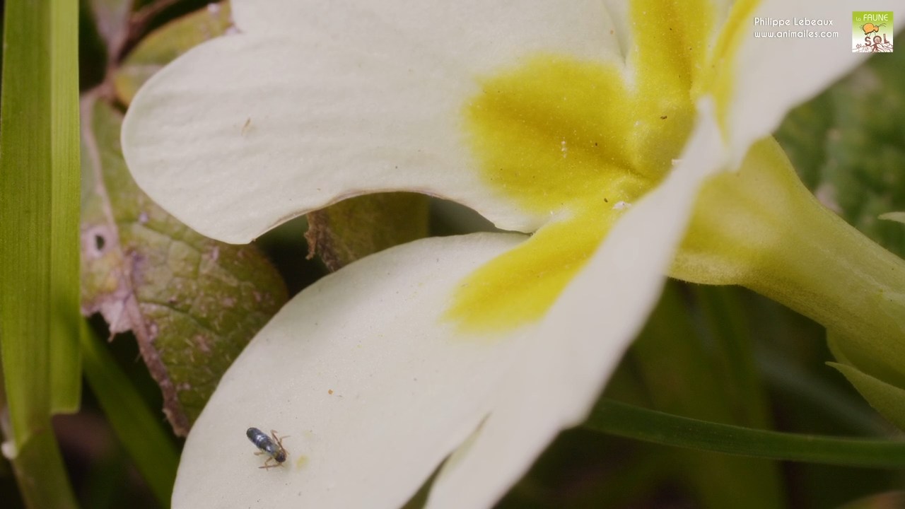 Lepidocyrtus paradoxus