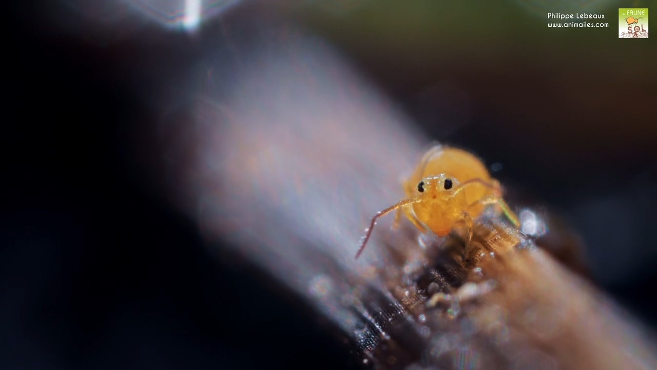 Toilettage d'un collembole Heterosminthurus insignis