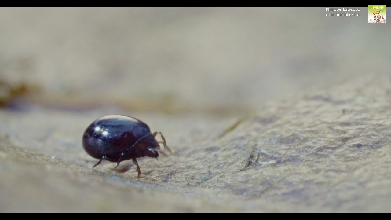 Oribate Euzétide : Euzetes sp.