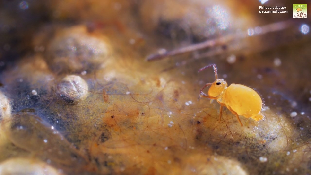 Toilettage d'un collembole Heterosminthurus insignis