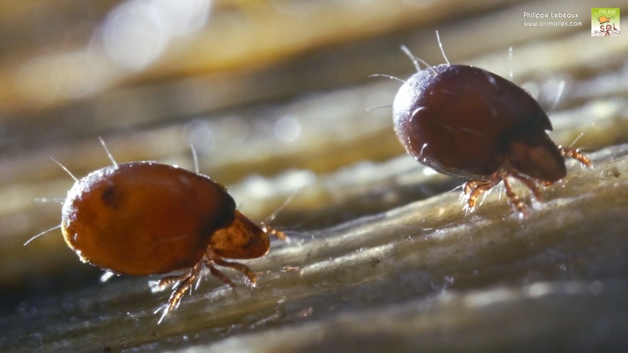 Oribate Oribotritia avec prodorsum protégeant la tête