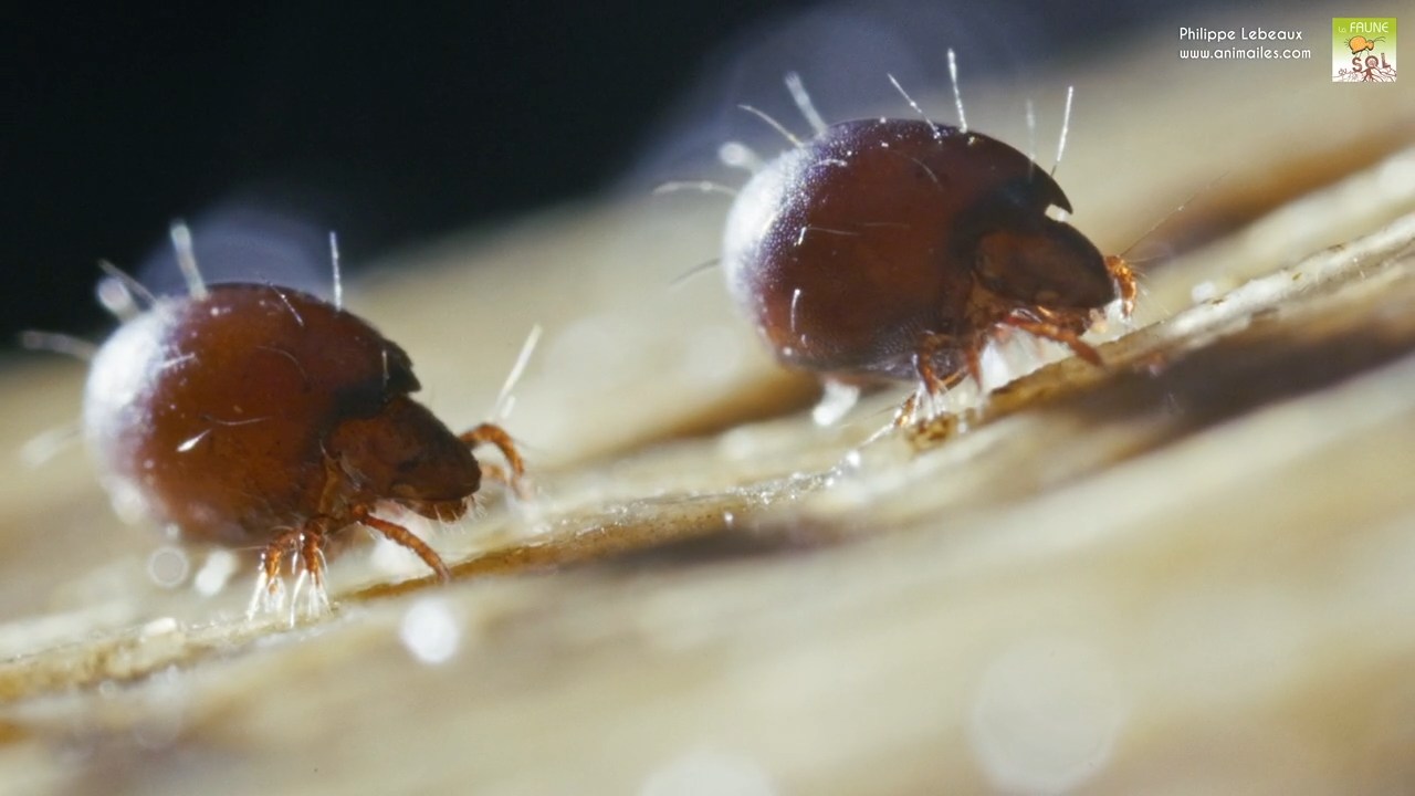 Oribate Oribotritia avec prodorsum protégeant la tête