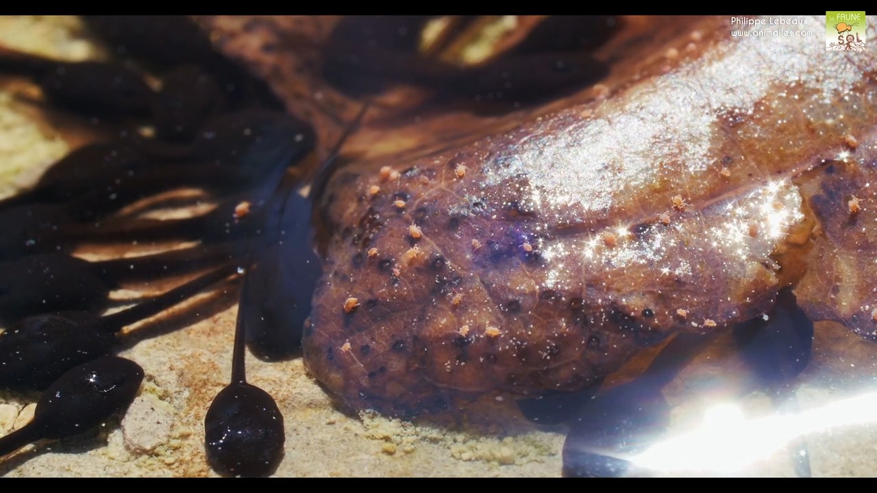 Sminthurides aquaticus avec têtards