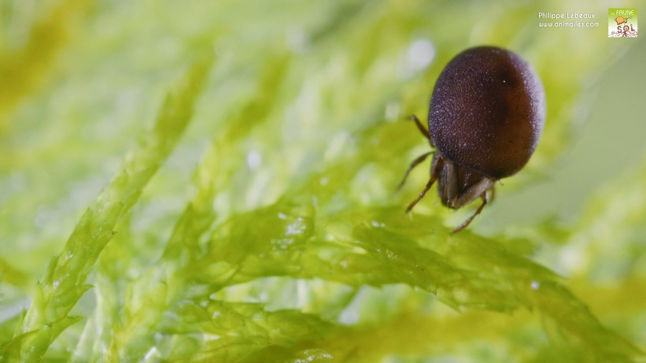 Oribate Xenillus sp.