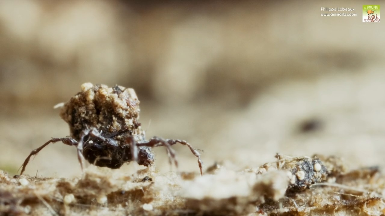 Oribate Damaeus sp. recouvert de débris