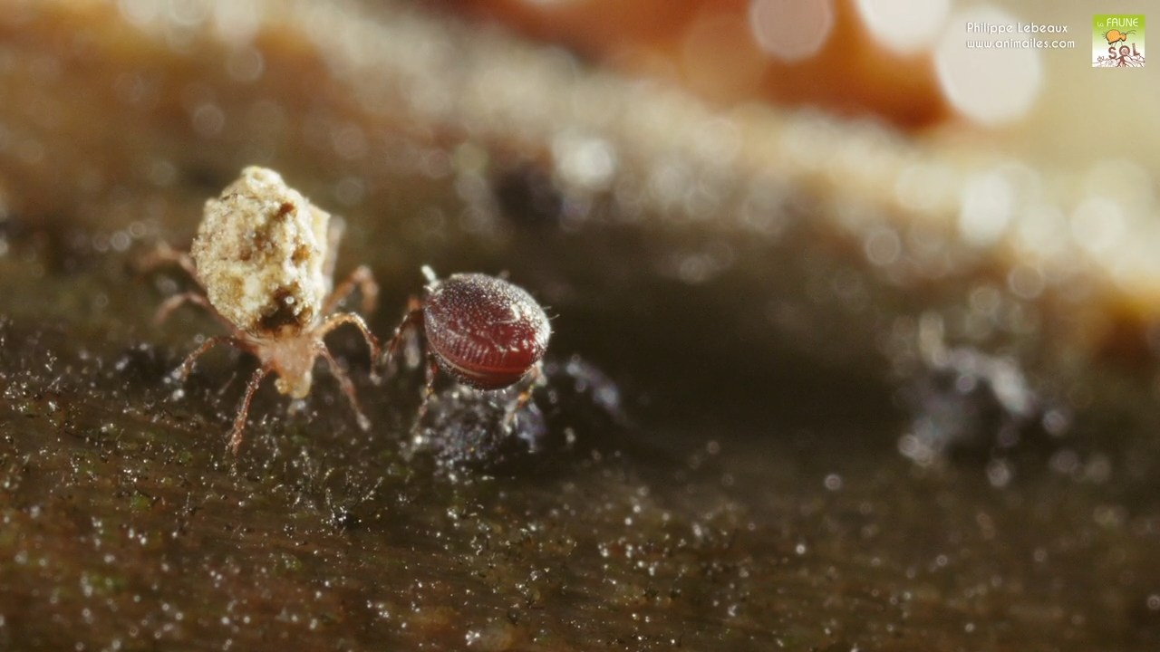 Oribate Damaeus sp. et Xenillus sp.