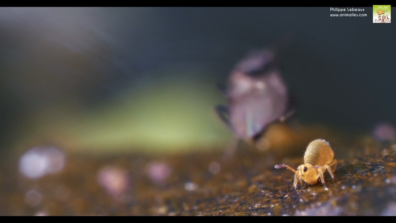 Sminthurides aquaticus var. levanderi avec diptère