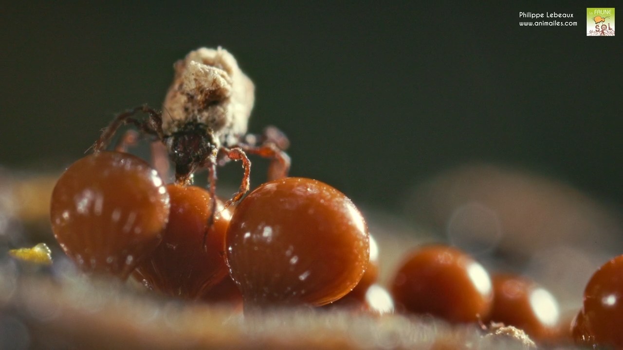 Oribate Damaeus sp. sur myxomycète