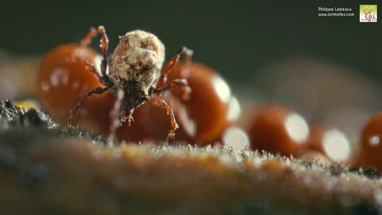 Oribate Damaeus sp. avec myxomycète