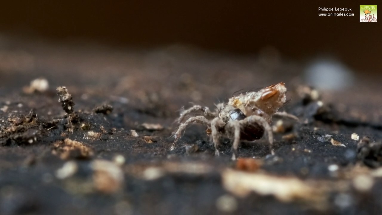 Oribate Damaeus sp. juvénile