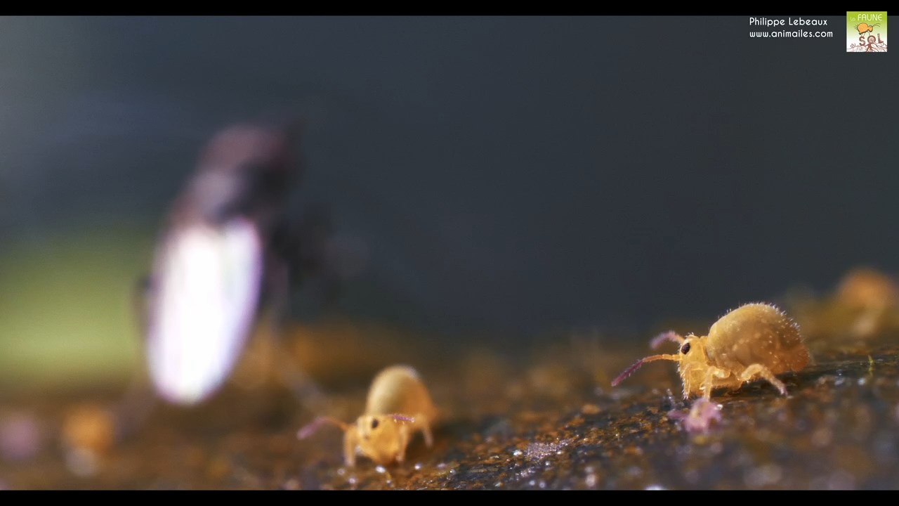 Sminthurides aquaticus var. levanderi avec diptère