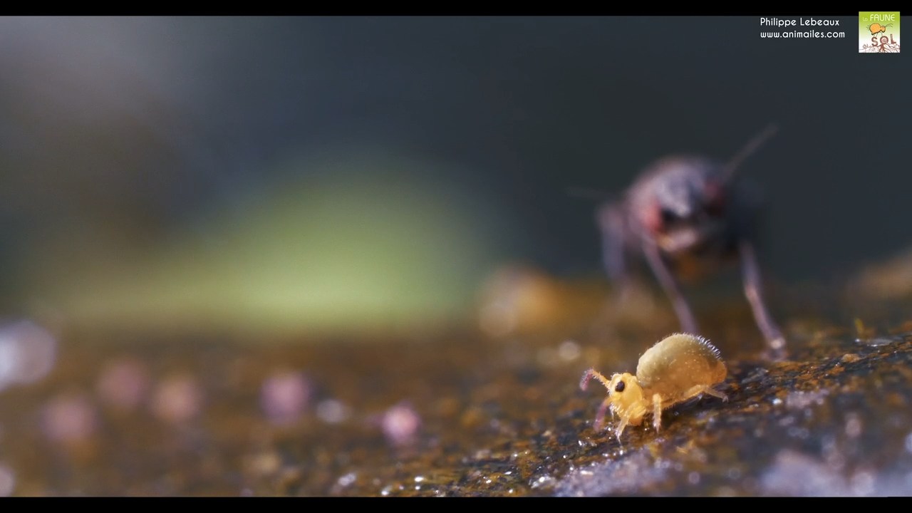 Sminthurides aquaticus var. levanderi avec diptère