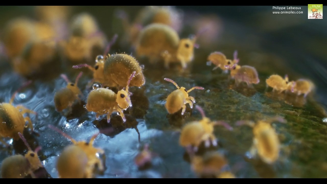 Sminthurides aquaticus sur escargot grande limnée