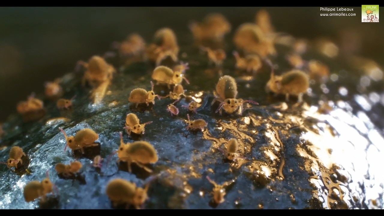 Sminthurides aquaticus sur escargot grande limnée