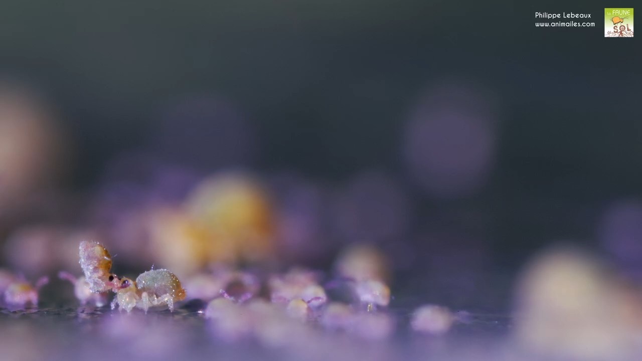 Immatures de Sminthurides aquaticus var. Levanderi