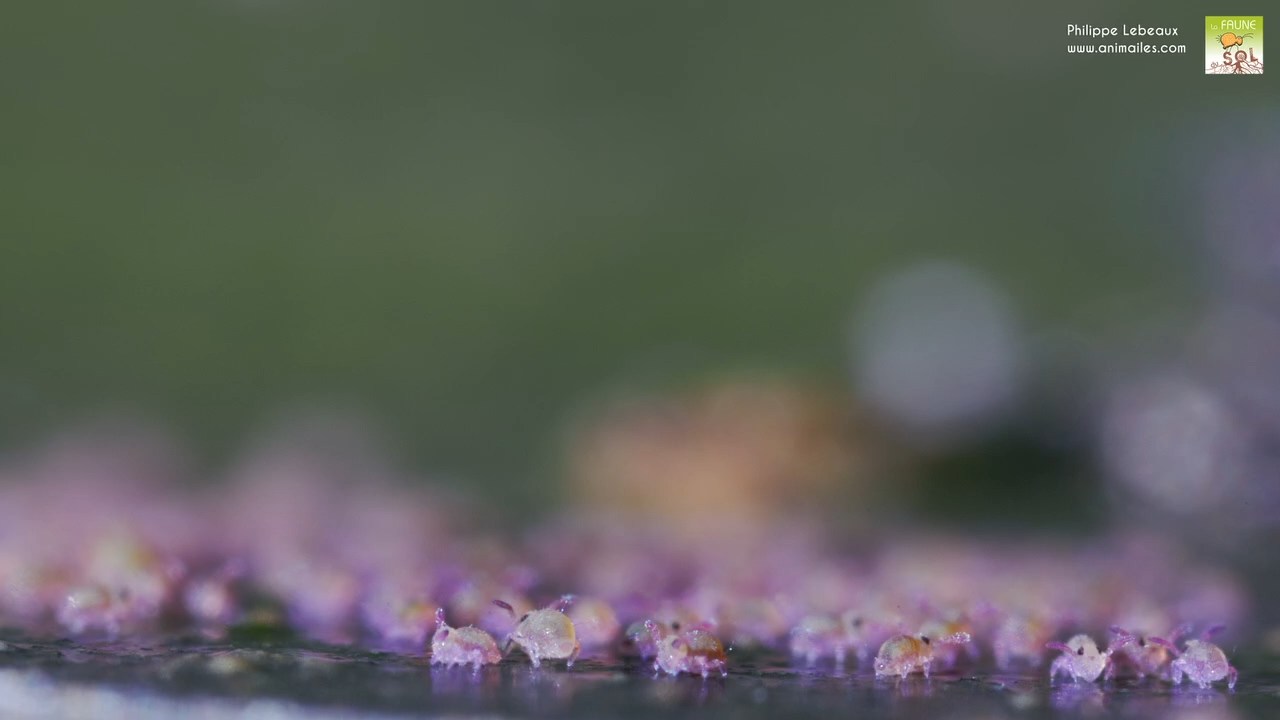 Immatures de Sminthurides aquaticus var. Levanderi