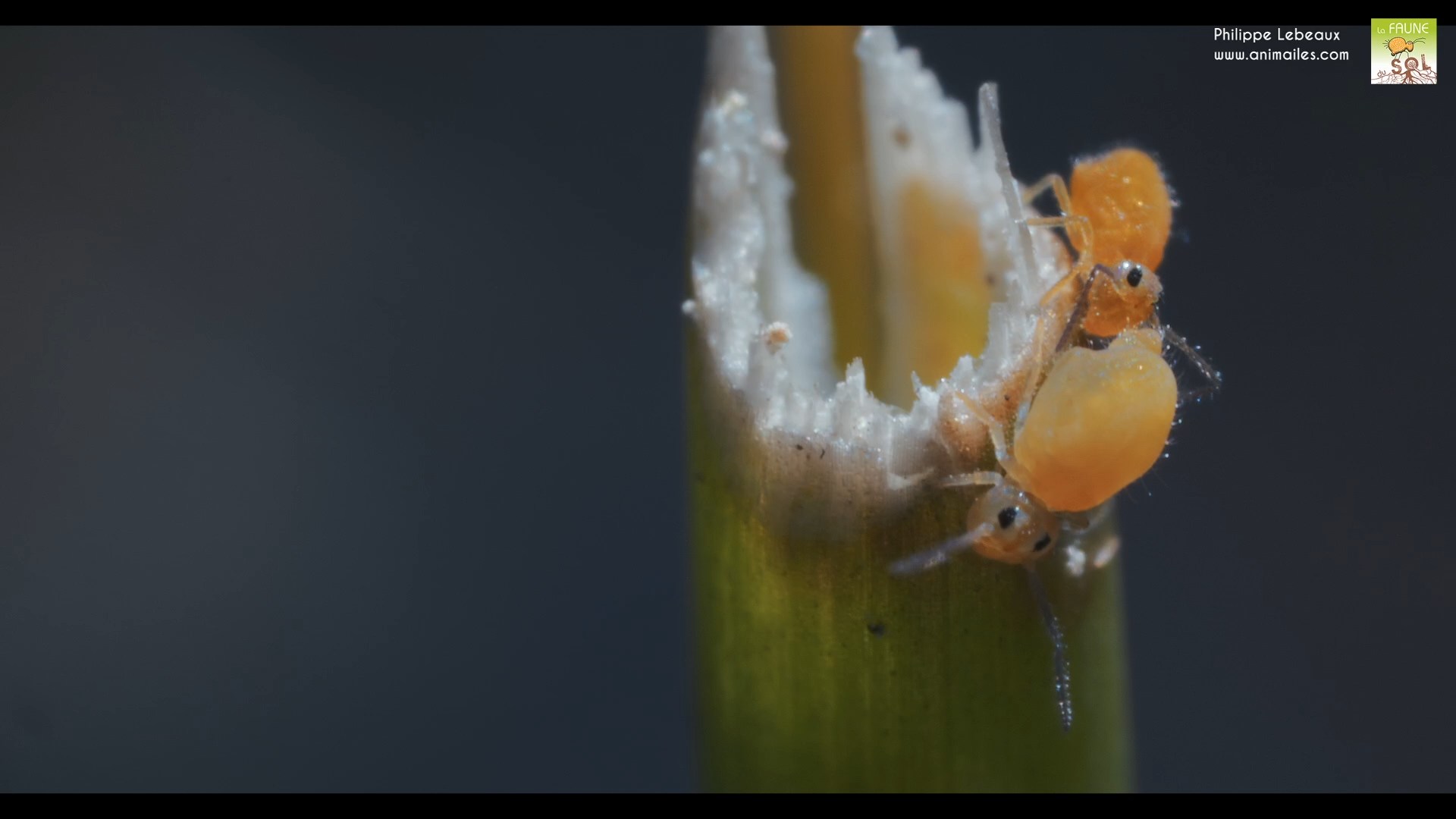 Collembole Heterosminthurus insignis